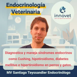 Curso-endocrionologia-veterinaria.webp