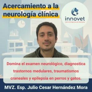 Curso-neurologia-veterinaria.webp