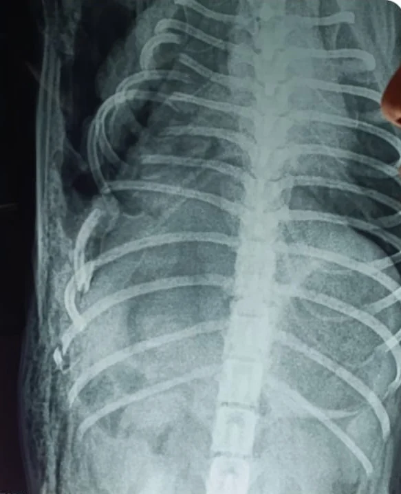 Paciente Canino